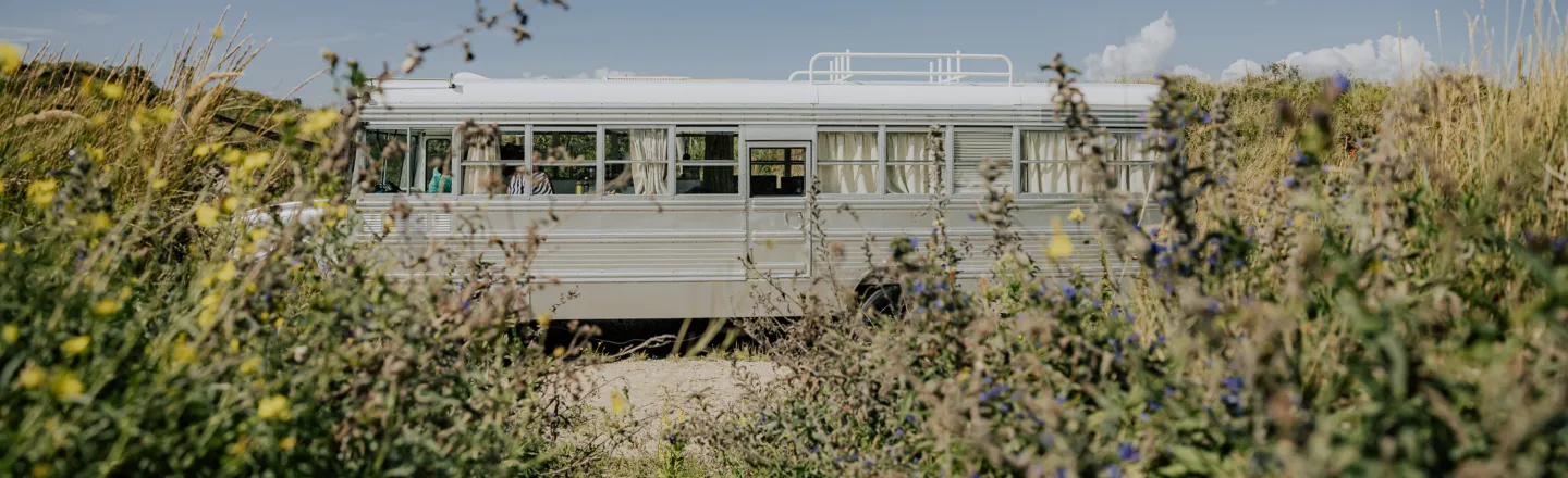 Beachbus duingras